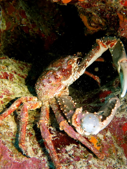 49 Channel Cling Crab IMG_3516.jpg